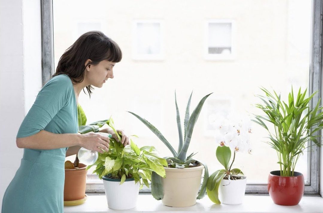 Cómo cuidar las plantas de tu hogar