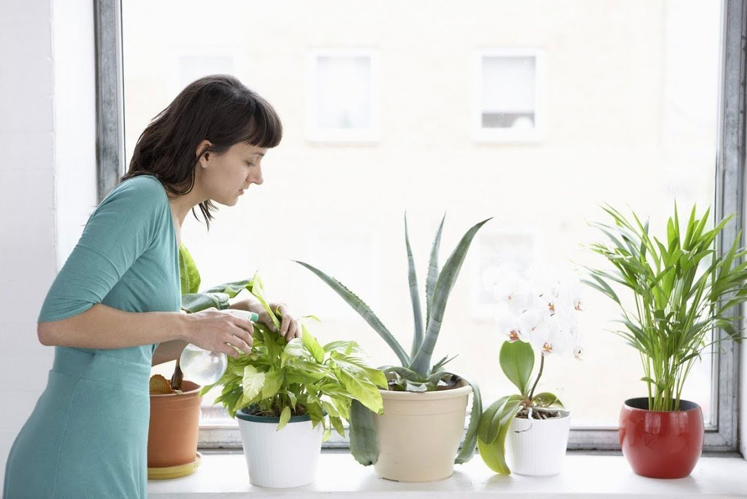 Cómo cuidar las plantas de tu hogar