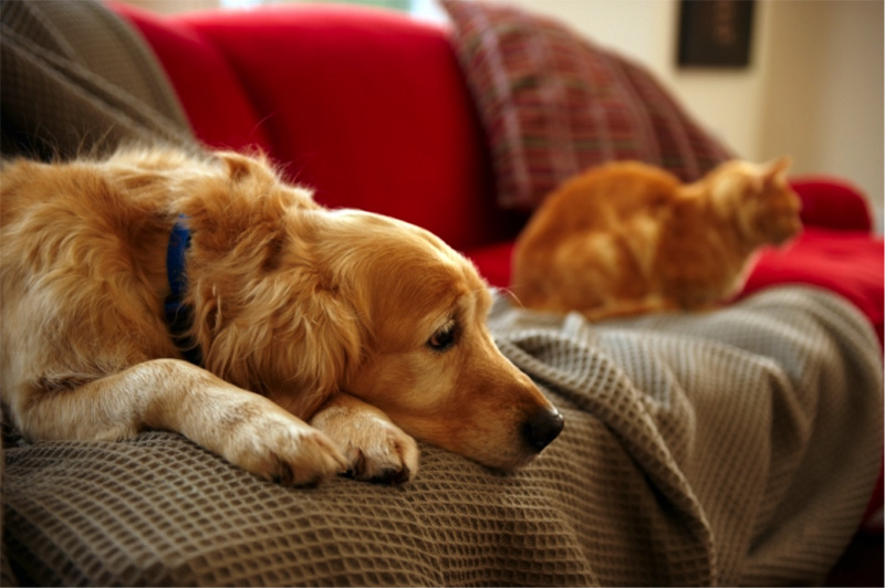 mascotas en casa