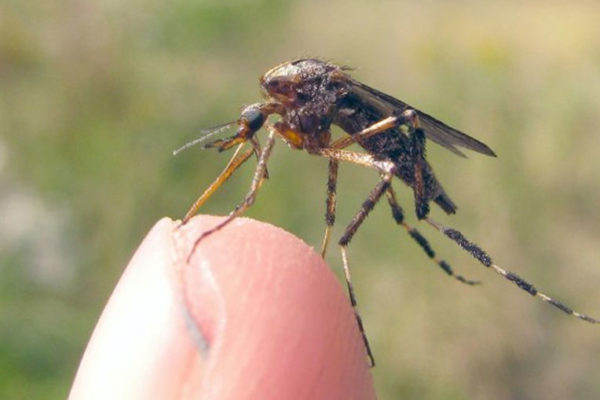Cómo ahuyentar mosquitos