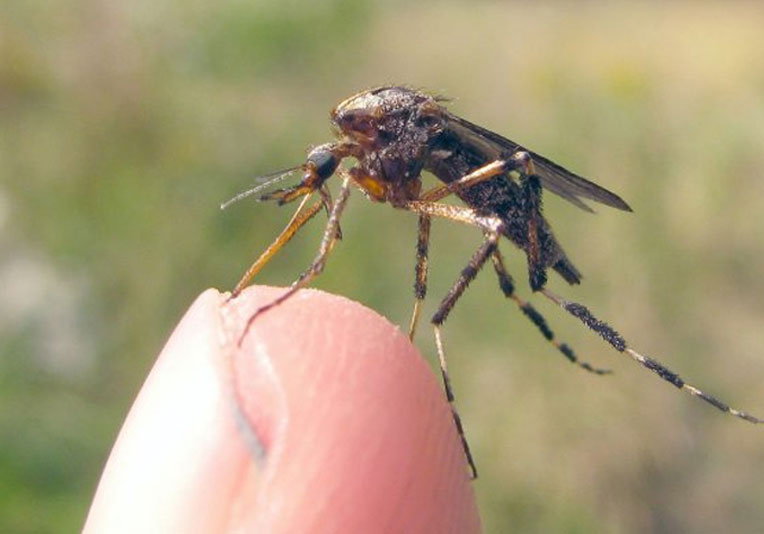 Cómo ahuyentar mosquitos