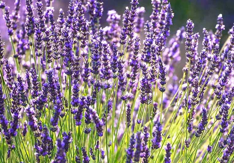 Lavanda