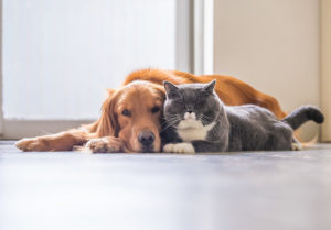 Convivencia de perros y gatos en casa
