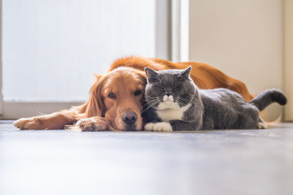 Convivencia de perros y gatos en casa