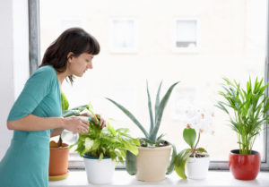 Cómo cuidar tus plantas