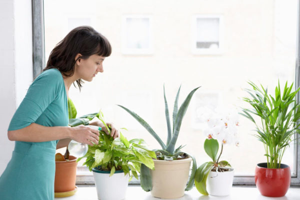 Cómo cuidar tus plantas
