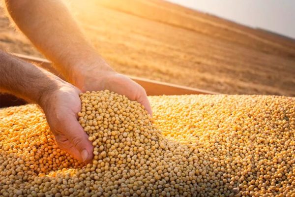 Soja: la reina del comercio exterior de Argentina
