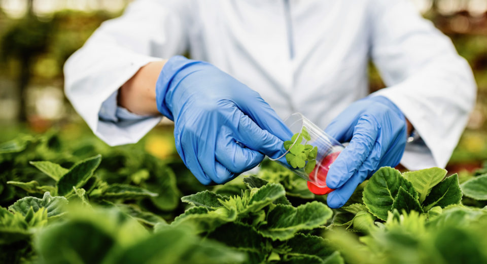 Biotecnología agrícola: una herramienta para mejorar la producción y la sostenibilidad