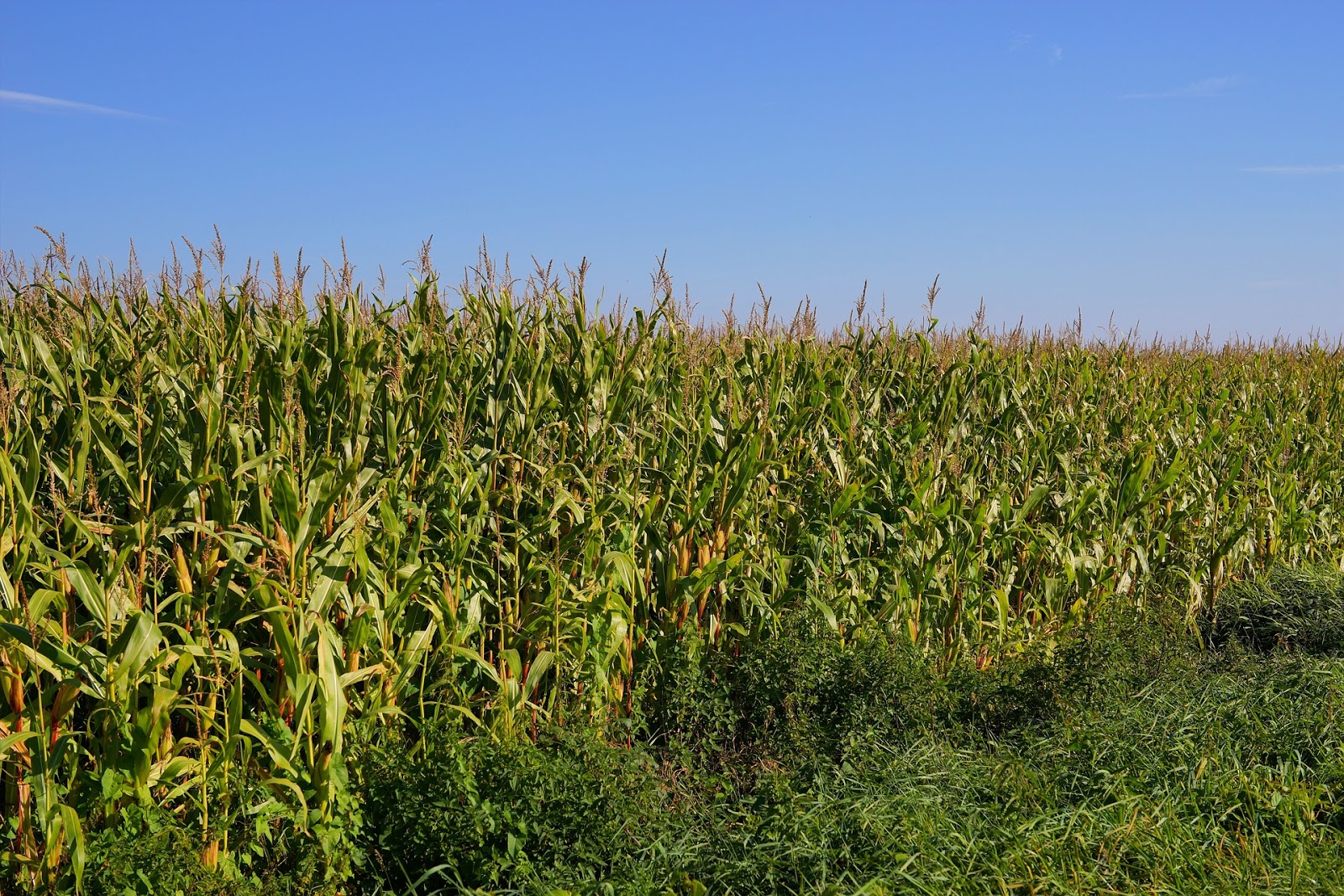 Biotecnología agrícola: una herramienta para mejorar la producción y la sostenibilidad