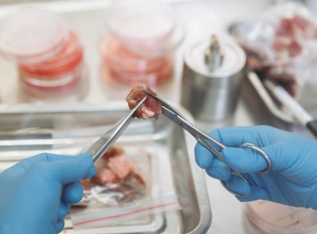 Carne Cultivada y Biotecnología Alimentaria Claves del debate global