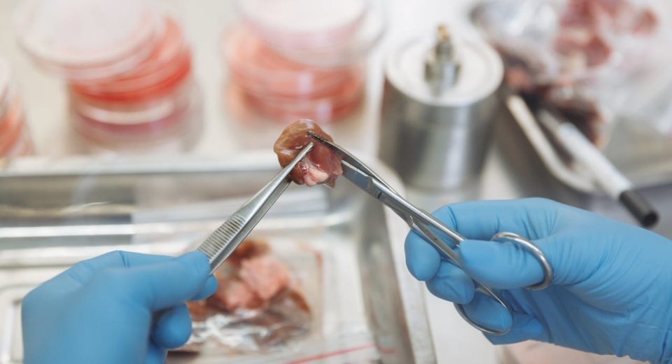 Carne Cultivada y Biotecnología Alimentaria Claves del debate global