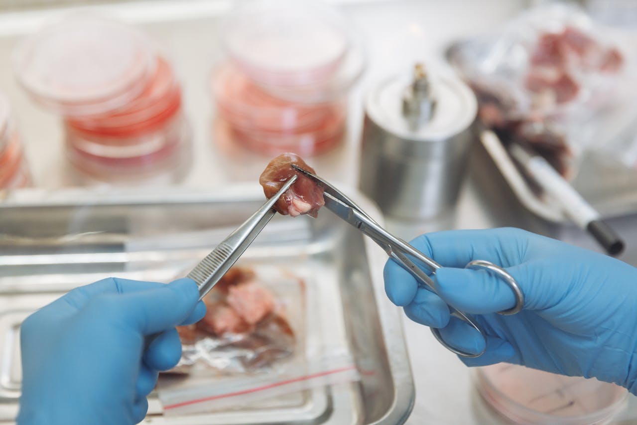 Carne Cultivada y Biotecnología Alimentaria Claves del debate global