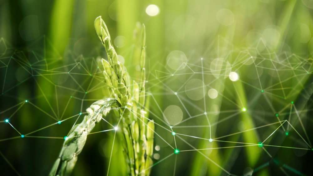 Antes y después: cómo cambia el agro con edafología digital