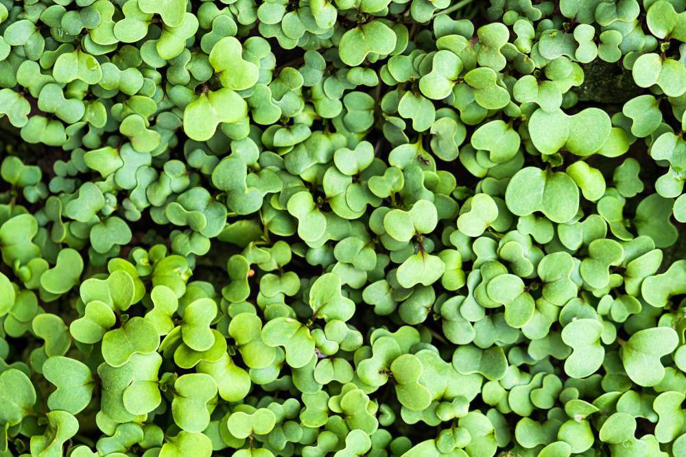 Beneficios ambientales y productivos