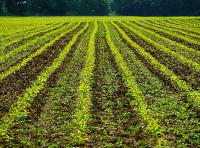 Cultivos de cobertura: Estrategia para una agricultura sustentable en Argentina