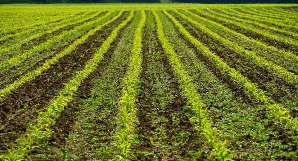 Cultivos de cobertura: Estrategia para una agricultura sustentable en Argentina