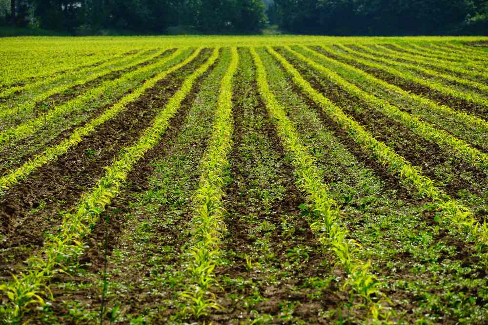 Cultivos de cobertura: Estrategia para una agricultura sustentable en Argentina