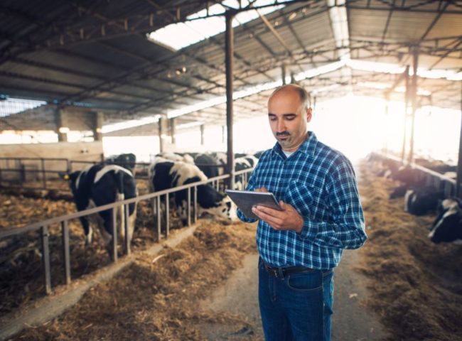Ganadería de Precisión: Cómo la tecnología mejora la productividad